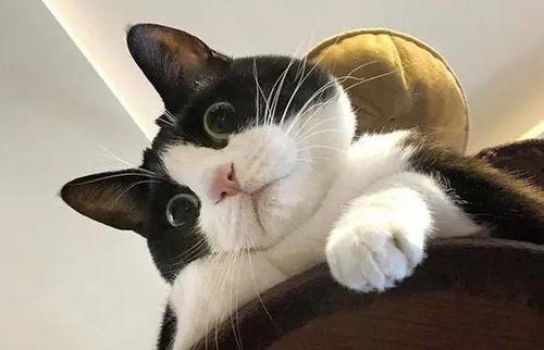 娱乐吃瓜酱奶牛猫